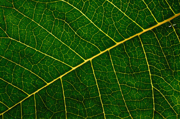 green star of bethlehem leaf