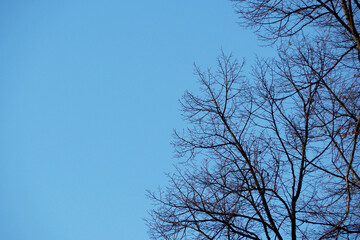 tree branches against the blue sky on an autumn day. copy space