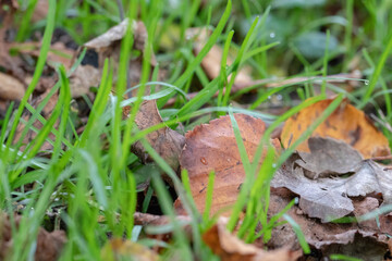 mushroom in the grass