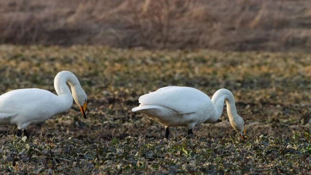 Whooper swans, Cygnus cygnus feeding on a muddy rapeseed field during spring migration in Europe.