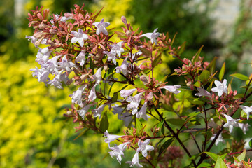 Chinese abelia (abelia chinensis) flowers in bloom