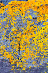 Lichen covered stone wall. Vertical photo.