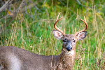 Naklejka na ściany i meble A young buck deer in a field. He is looking directly at the camera. Scene is late in the day as seen by the lighting.