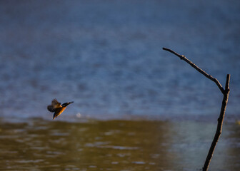 A kingfisher on approach