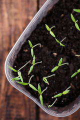 Small tomato sprouts, top view