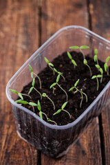 Small tomato sprouts in a box