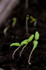 Small tomato sprouts, close-up