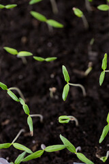 Small tomato sprouts, top view