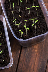 tomato sprouts in a box of soil