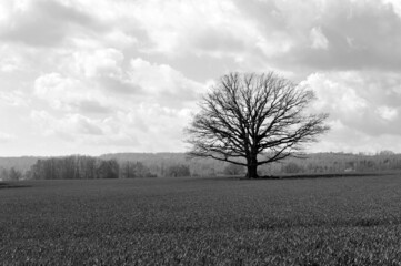 Beautiful naked oak tree in field. Black and white photo of farmland in spring.