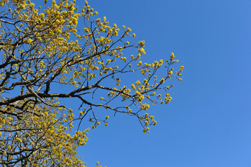 Yellow buds on tree in spring.  Bright sun and blue sky. Horizontal photo with copy space to the right.