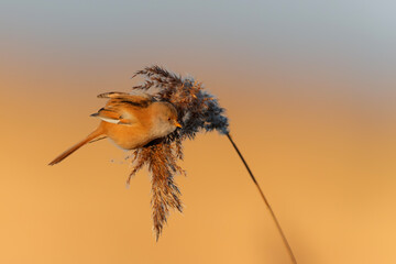 Bearded reedling (Panurus biarmicus) female eating seeds in the reed in the late afternoon sunlight in wintertime in the Netherlands