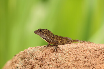 Male brown anole (Anolis sagrei) lizard observed in Florida.  This species is not native to the United States. 