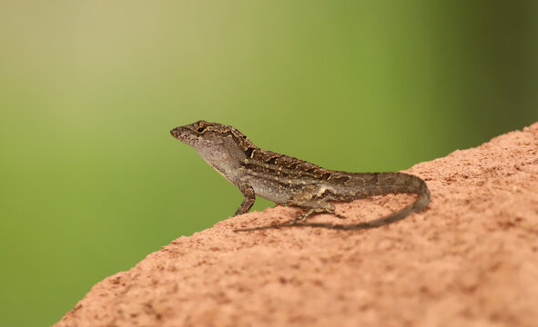 Male brown anole (Anolis sagrei) lizard observed in Florida.  This species is not native to the United States. 
