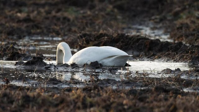 Close-up of Whooper swan, Cygnus cygnus eating and standing up during spring migration stop	