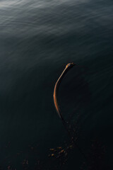 Kelp in the ocean at dusk - 478016820