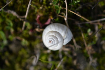 Caracola sobre musgo (macro)