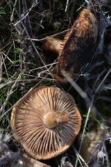 Seta (Inocybe) al derecho y al revés (macro)