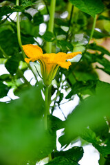 yellow flower, agriculture, edible flower, punpkin flower