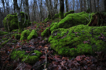 Obraz premium Natural forest with moss covered boulders. Horizontal photo.