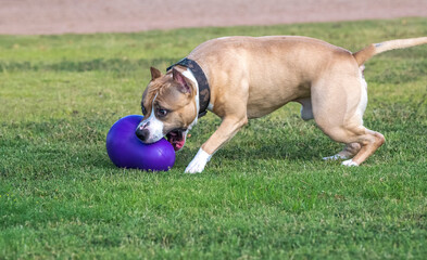 American Staffordshire Terrier grabbing a toy