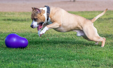 American Staffordshire Terrier pouncing for a toy