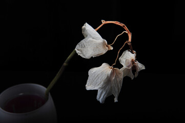 Three faded pale orchids hanging from stem in vase. Horizontal photo with black background.  Copy...