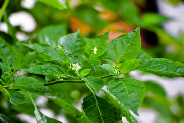chili pepper flower, vegetable garden, kitchen garden, pleasure ground