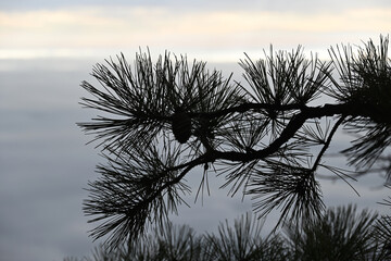 Silhouette of long-leaf pine needles silhouetted against a cloudy sky.
