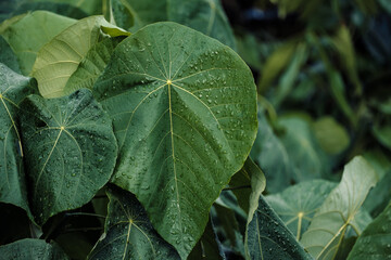 Closeup nature view of tropical green leaves with rain droplets background in dark tone