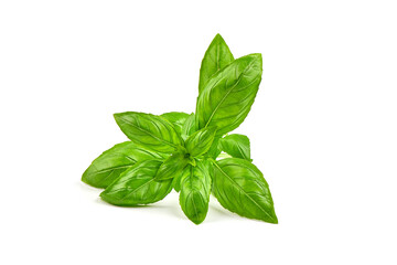 Fresh organic basil leaves, close-up, isolated on white background.