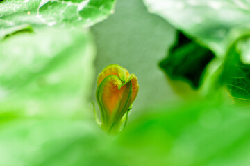 close up of blossoming pumpkin flower, pumpkin flower, edible flower, italian zucchini flower, pumpkin plantation,  spring week, spring,springtime, mayflower, cowslip, primrose	