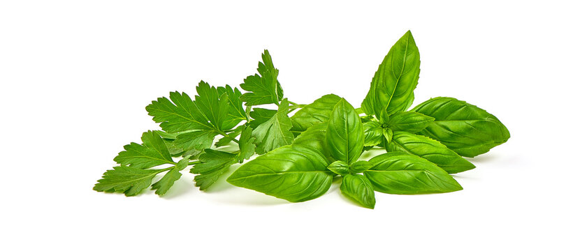 Fresh green parsley leaf with basil leaf, isolated on white background.