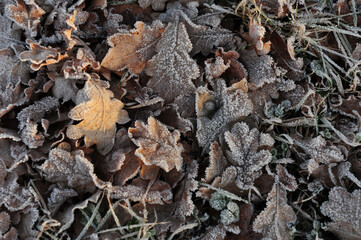 Frozen leaves on the ground.  Brown leaves with frost.