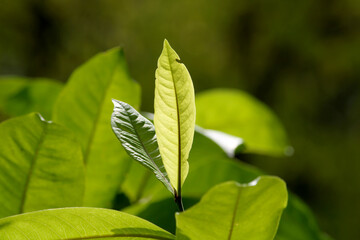 A beautiful close-up view of wild tree leaves.