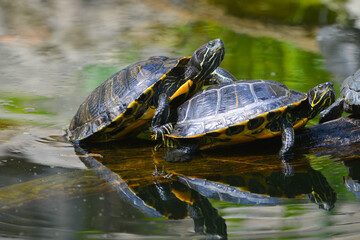 Fototapeta premium turtle family sunbathing in the pond