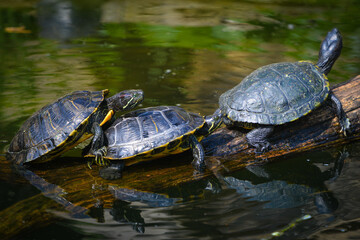 turtle family sunbathing in the pond