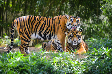 Tiger family in the forest