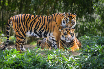 Tiger family in the forest
