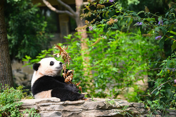 Cute panda in joy