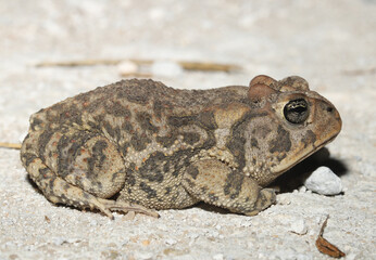 Southern Toad, Anaxyrus terrestris, seen on a dirt road in Florida at night. 