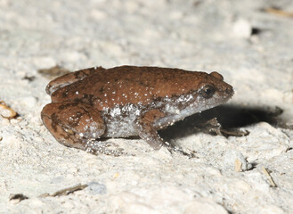 Eastern Narrowmouth Toad (Gastrophryne carolinenesis) from Florida. 