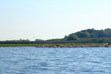 a group of pelicans in the Danube Delta, Romania
