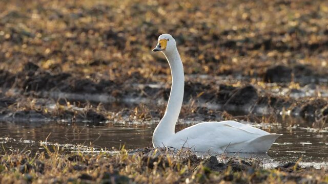 Whooper swan, Cygnus cygnus in a golden light on muddy field in Europe. 