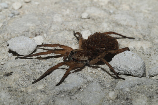 Wolf spider mother carrying babies on her abdomen. 