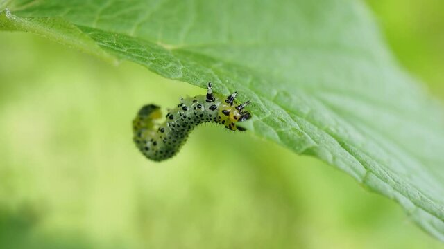 Spotted sawfly larvae on a red currant bush. One of the caterpillars has just molted leaving its skin on the branch.