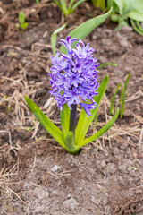 Large flower bed with large blue hyacinths, traditional Easter spring flowers, beautiful spring floral background