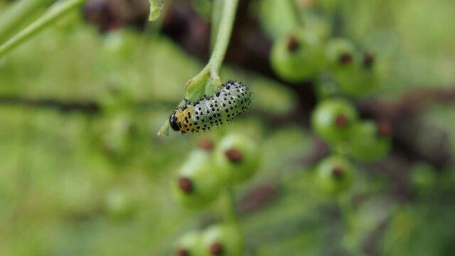 Spotted sawfly larvae on a red currant bush. One of the caterpillars has just molted leaving its skin on the branch.
