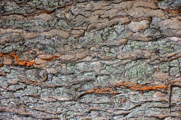 bark of a tree, detailed nature texture, texture background