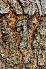 tree bark texture, detailed nature texture, background texture